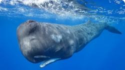 Чем питается кашалот и чем отличается от других китов Самый большой кашалот в мире размеры